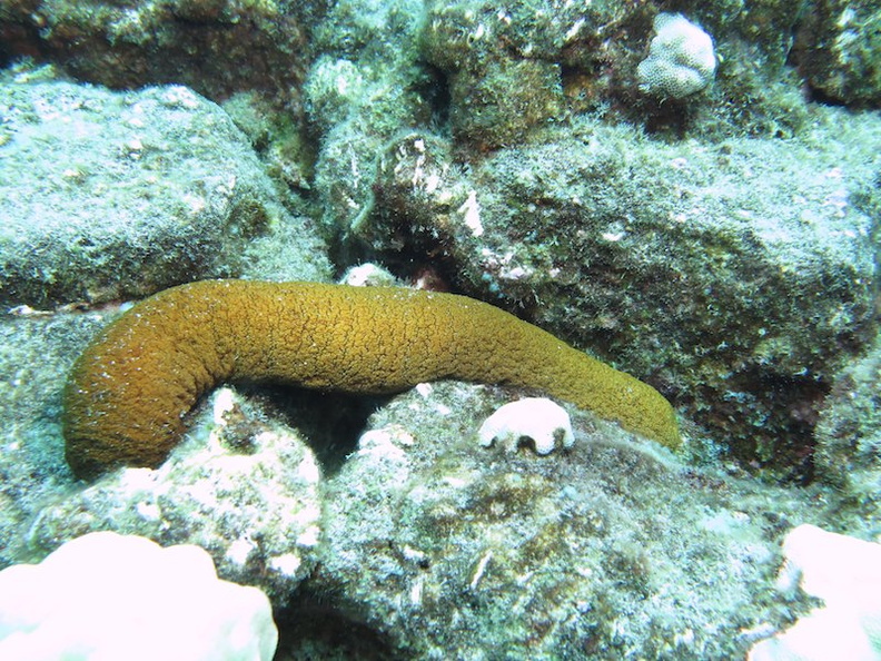 95  Plump Sea Cucumber IMG_2635.jpg